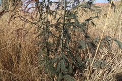 Acacia dealbata