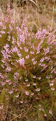 Calluna vulgaris