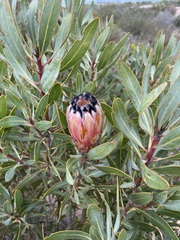 Protea laurifolia