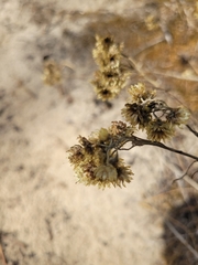 Helichrysum arenarium
