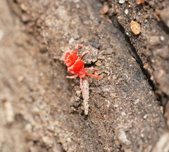 Trombidioidea