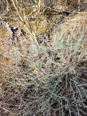 Helichrysum arenarium