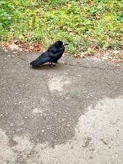 Corvus frugilegus