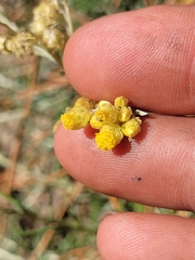 Helichrysum arenarium