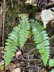 Polystichum braunii