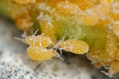 Baizongia pistaciae