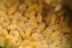 Baizongia pistaciae