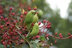 Baizongia pistaciae
