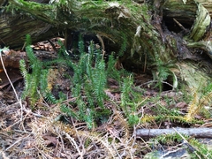Lycopodiaceae