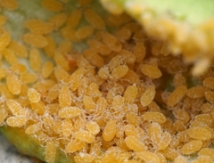 Baizongia pistaciae