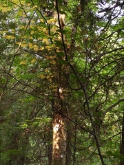 Betula cordifolia