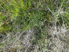 Hermannia procumbens myrrhifolia