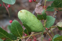 Baizongia pistaciae
