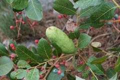 Baizongia pistaciae