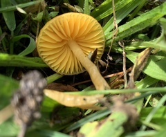 Gliophorus