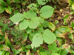 Corylus cornuta