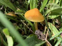 Gliophorus