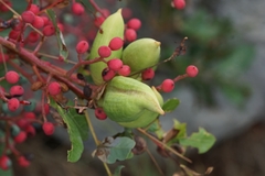 Baizongia pistaciae