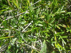 Hermannia procumbens myrrhifolia