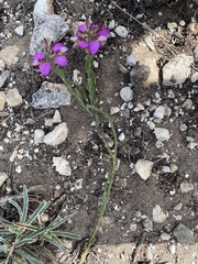 Polygala pubiflora