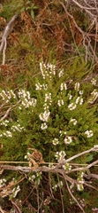 Calluna vulgaris