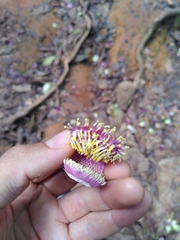 Couroupita guianensis