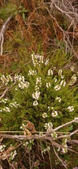 Calluna vulgaris