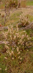 Calluna vulgaris