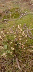 Calluna vulgaris