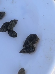 Potamopyrgus antipodarum