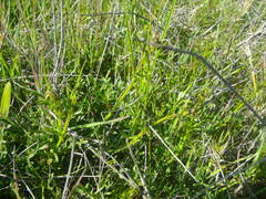 Hermannia procumbens myrrhifolia