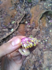 Couroupita guianensis