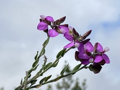 Polygala pubiflora