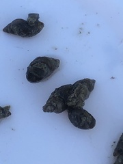 Potamopyrgus antipodarum