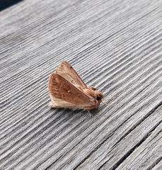 Mythimna albipuncta