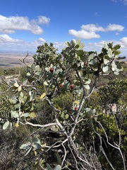Protea nitida