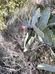 Protea nitida