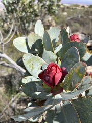 Protea nitida