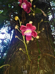 Couroupita guianensis