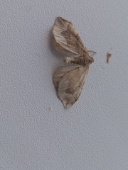 Pelurga comitata