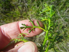 Hermannia procumbens myrrhifolia