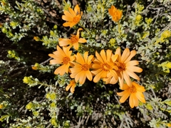 Dimorphotheca
