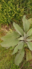 Digitalis purpurea