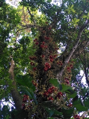 Couroupita guianensis