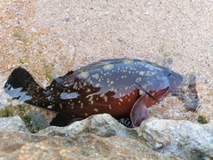 Epinephelus marginatus
