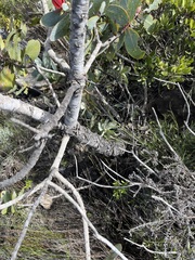 Protea nitida