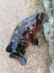 Epinephelus marginatus