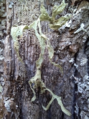 Ramalina fraxinea