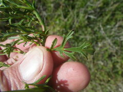 Hermannia procumbens myrrhifolia