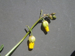 Hermannia procumbens myrrhifolia